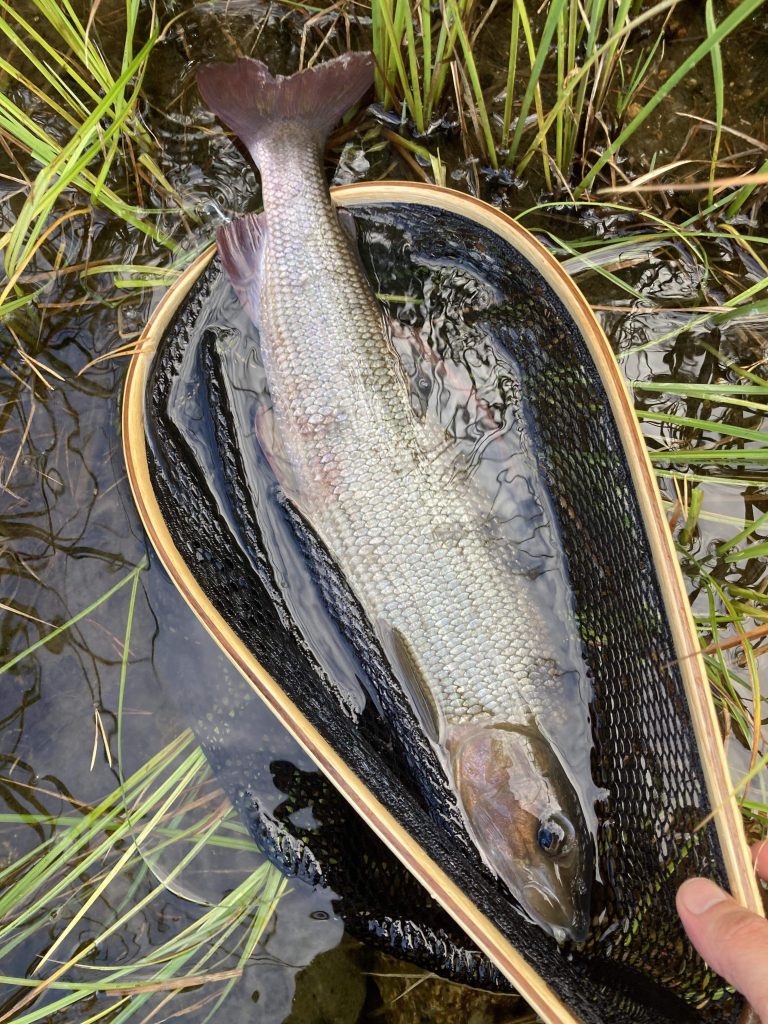 Fish in net